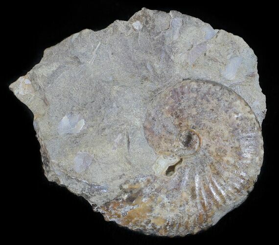 Hoploscaphites (Jeletzkytes) Ammonite Cluster- South Dakota #60245